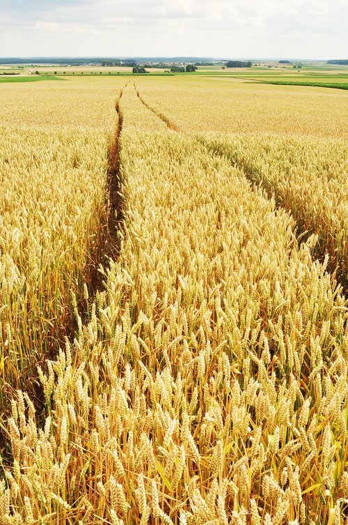 wheat  traces  fields