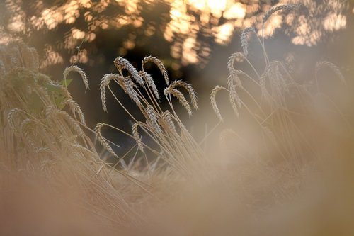 wheat  harvest  evening light