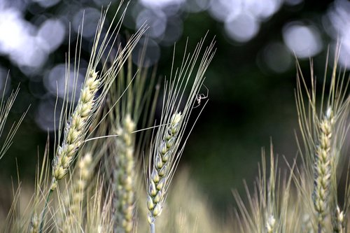 wheat  plants  grain