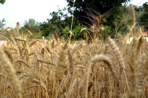 wheat  ripe  summer