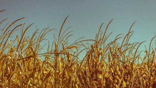 wheat field crops
