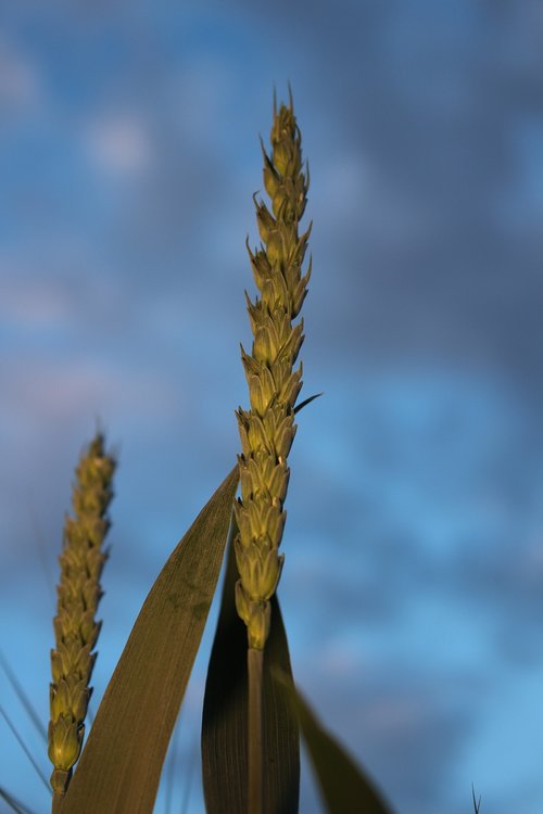 wheat  blue  field