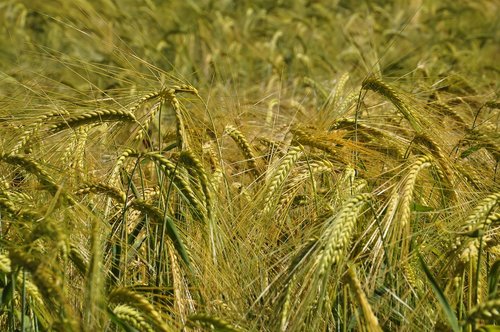 wheat  prato  gold