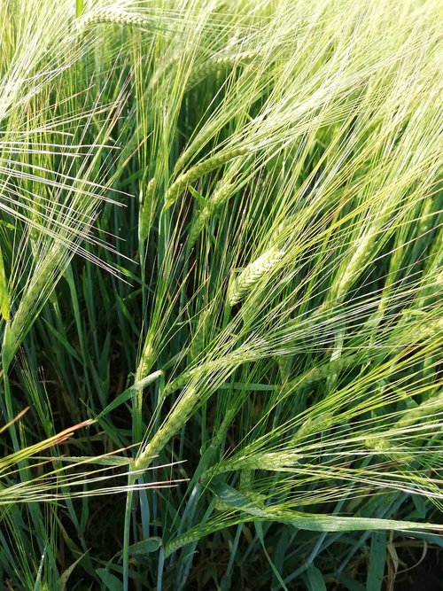 wheat  cereals  field