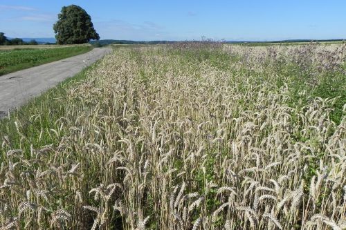 wheat field cereals