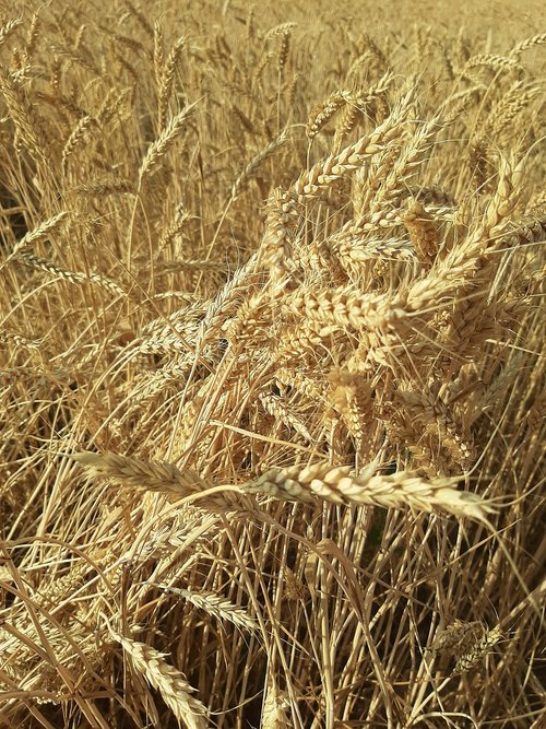 wheat  kolos  harvest