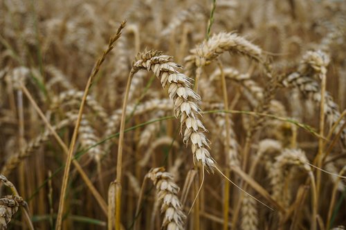 wheat  wheat field  field