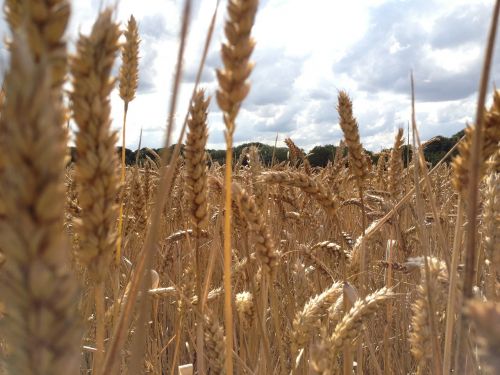 wheat field harvest