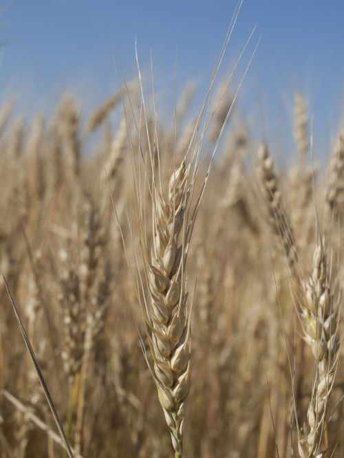 wheat spikes bread