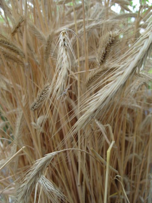 wheat field kolos
