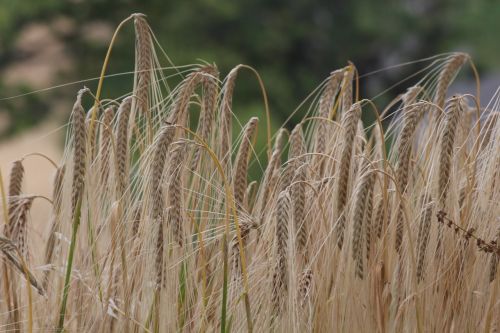 wheat salman field