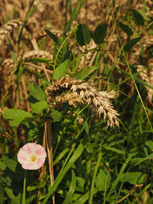 wheat field spike