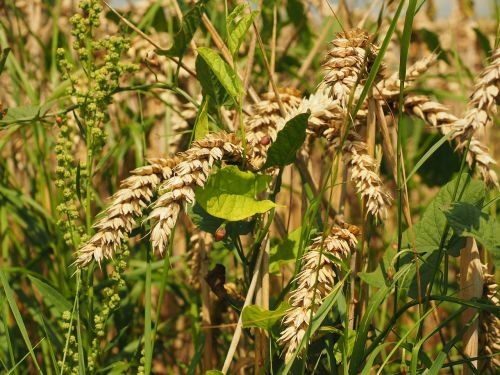 wheat spike cereals
