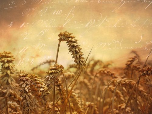 wheat ear wheat field