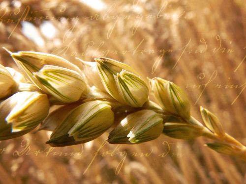 wheat grain ear