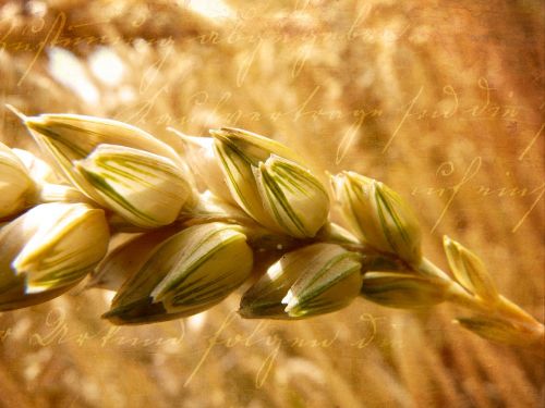 wheat ear grain