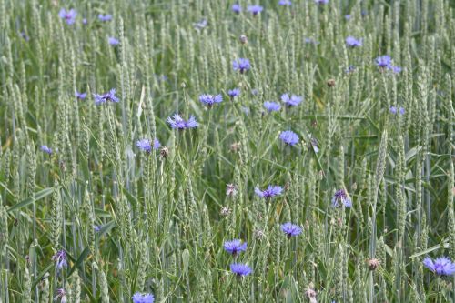 wheat summer field