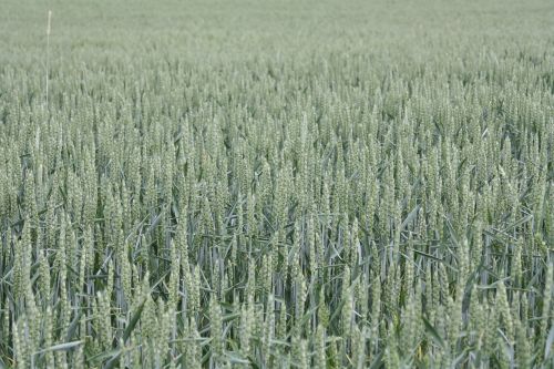 wheat summer field