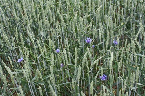 wheat summer field