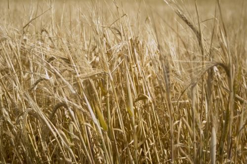 wheat gold field