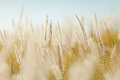wheat plants field