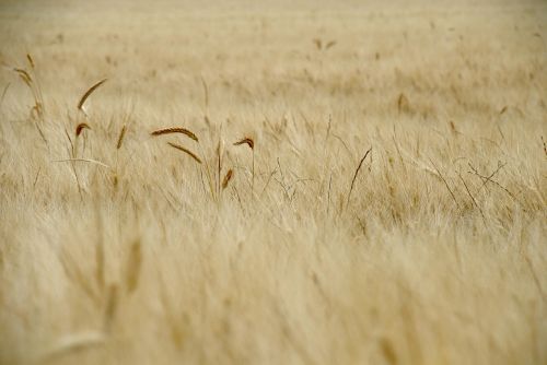 wheat field spring