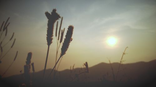 wheat silhouette sunset