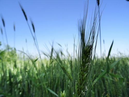 wheat beautiful green