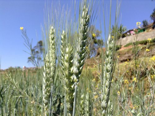 wheat plant kerala