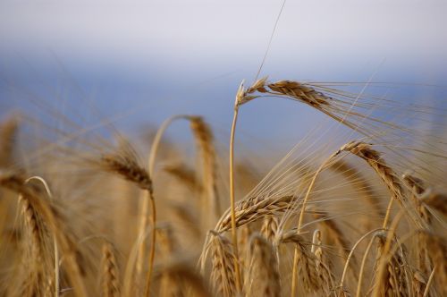 wheat ripe harvest