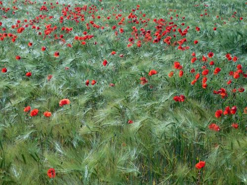 wheat poppies klatschmohn
