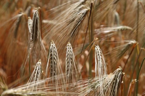 wheat wheat field rye