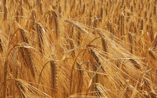 wheat cornfield field