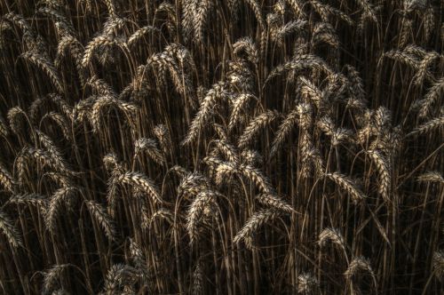 wheat grain field