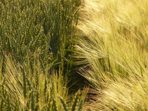 wheat wheat field wheat spike