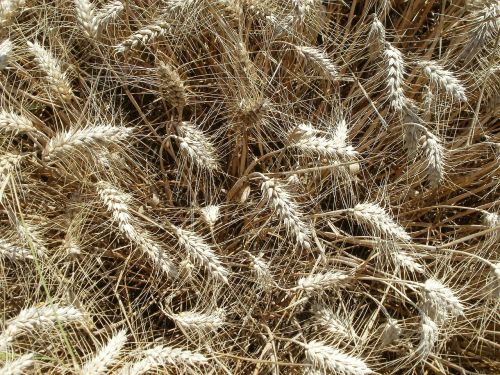 wheat fields crops