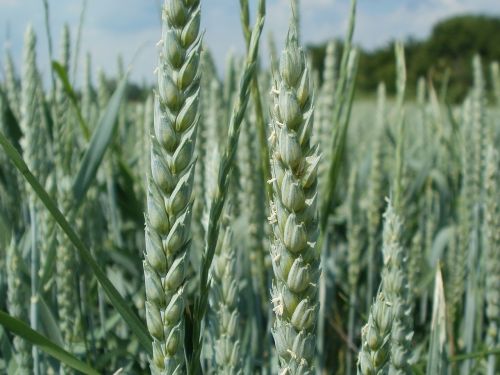 wheat field ear