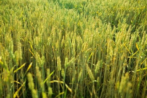 wheat field grass