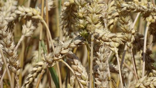 wheat cereals macro