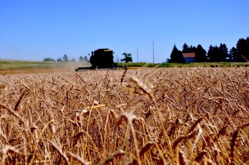 wheat north dakota field