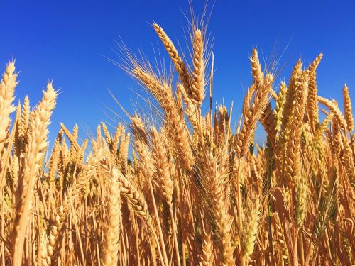 wheat grass barley