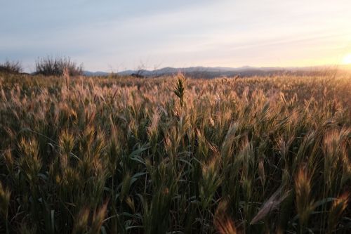 wheat field barley