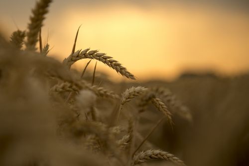 wheat sunset harvest