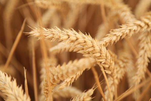 wheat sunset harvest