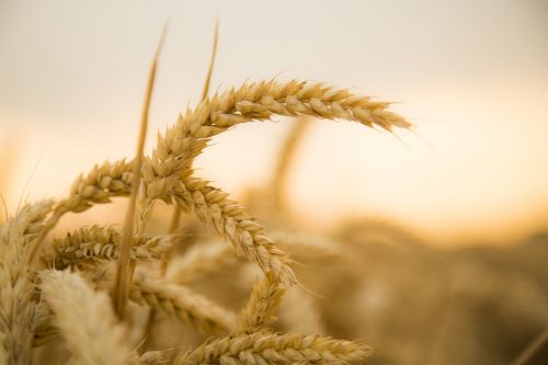 wheat sunset harvest