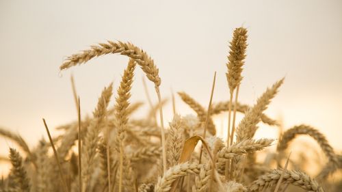 wheat sunset harvest