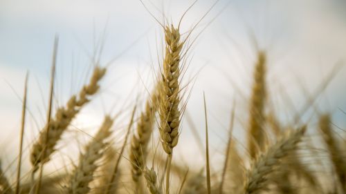 wheat beautiful