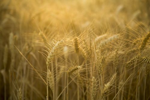 wheat backlighting beautiful