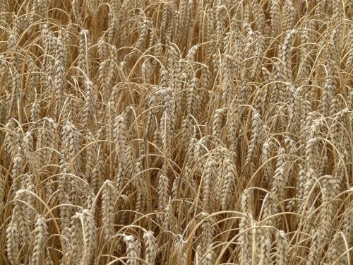 wheat spike cereals