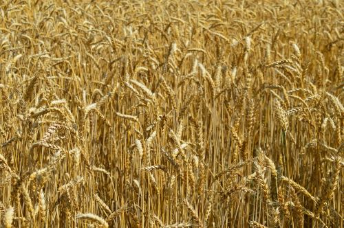 wheat ears of corn field